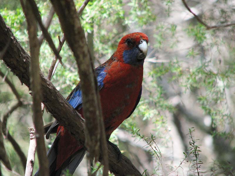 Crimson Rosella